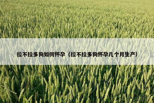 拉不拉多狗如何怀孕（拉不拉多狗怀孕几个月生产）