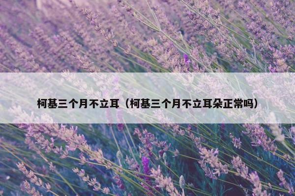 柯基三个月不立耳（柯基三个月不立耳朵正常吗）