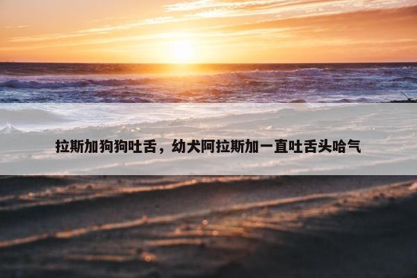 拉斯加狗狗吐舌，幼犬阿拉斯加一直吐舌头哈气