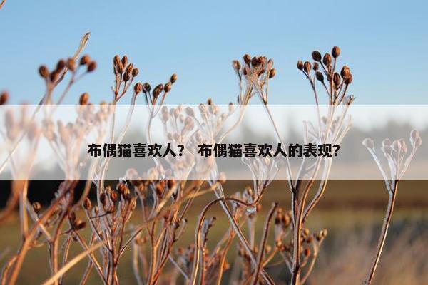 布偶猫喜欢人？ 布偶猫喜欢人的表现？
