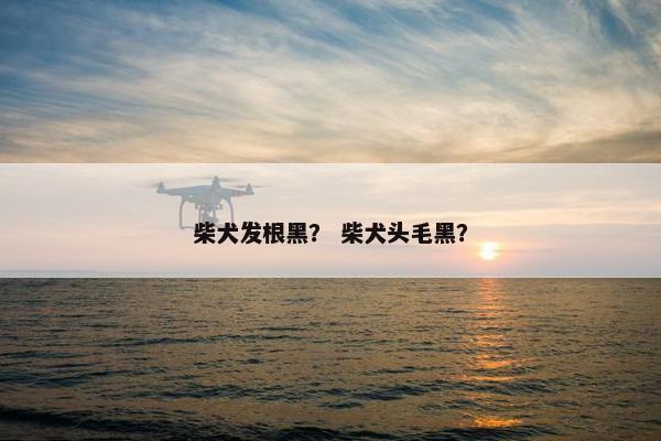 柴犬发根黑？ 柴犬头毛黑？