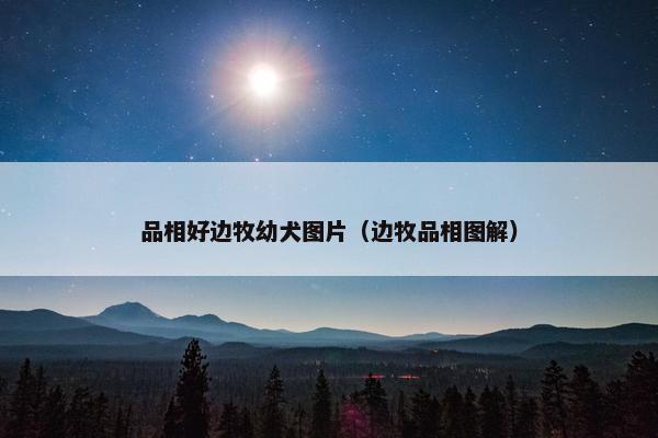 品相好边牧幼犬图片（边牧品相图解）