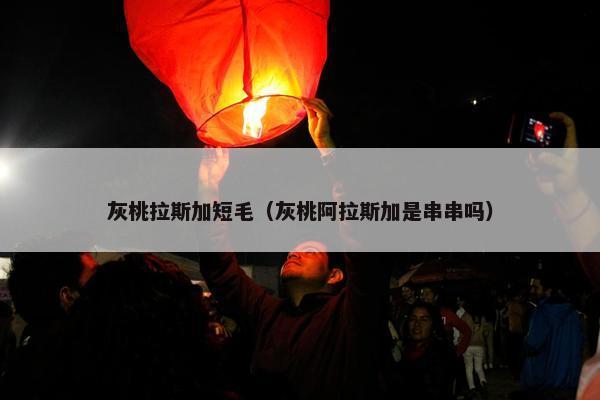 灰桃拉斯加短毛（灰桃阿拉斯加是串串吗）