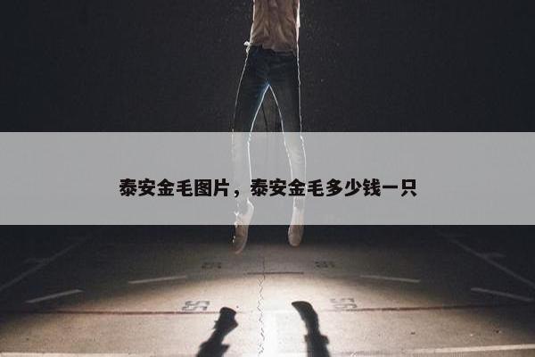 泰安金毛图片，泰安金毛多少钱一只