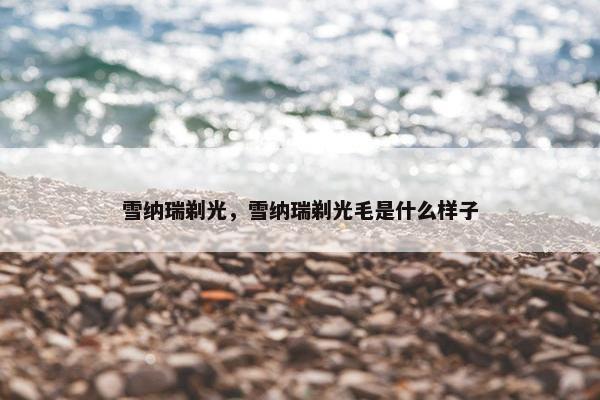 雪纳瑞剃光，雪纳瑞剃光毛是什么样子