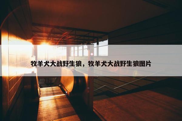 牧羊犬大战野生狼，牧羊犬大战野生狼图片