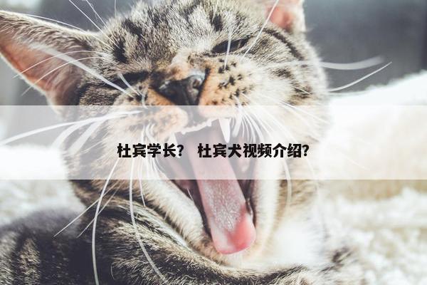 杜宾学长？ 杜宾犬视频介绍？