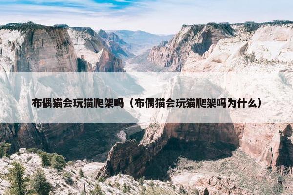 布偶猫会玩猫爬架吗（布偶猫会玩猫爬架吗为什么）