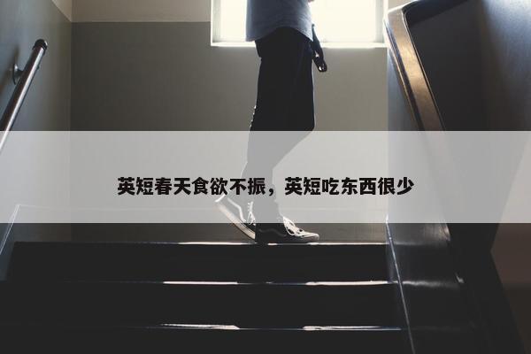 英短春天食欲不振，英短吃东西很少