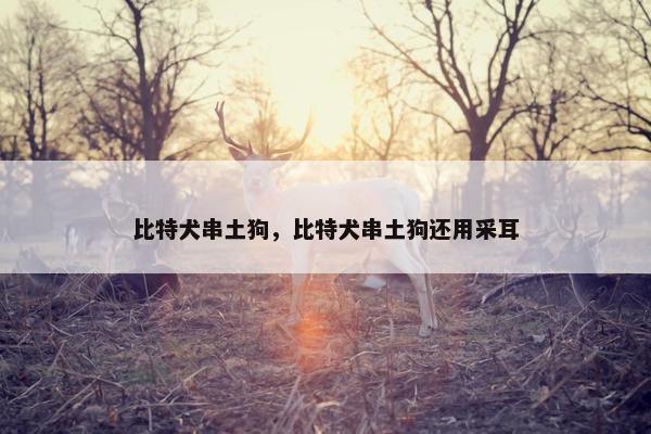 比特犬串土狗，比特犬串土狗还用采耳