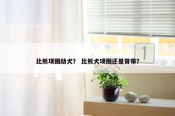 比熊项圈幼犬？ 比熊犬项圈还是背带？