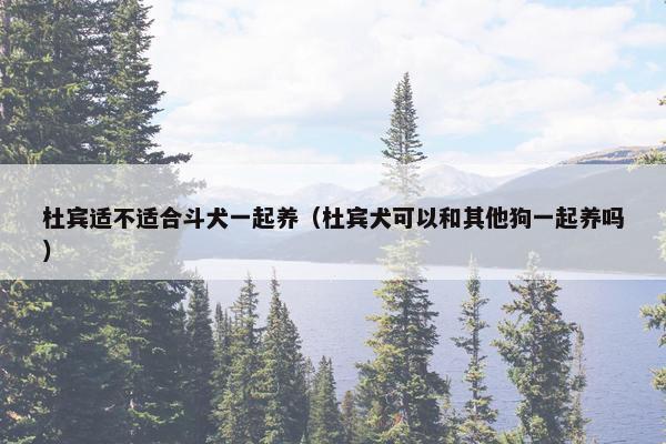 杜宾适不适合斗犬一起养（杜宾犬可以和其他狗一起养吗）