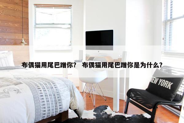 布偶猫用尾巴蹭你？ 布偶猫用尾巴蹭你是为什么？
