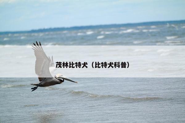 猎狗