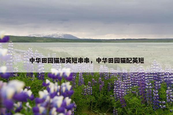 中华田园猫加英短串串，中华田园猫配英短