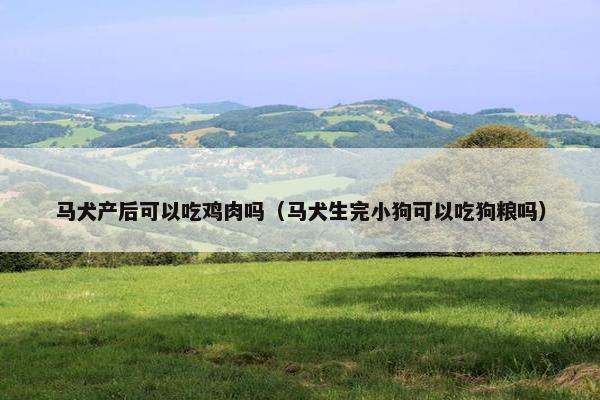 马犬产后可以吃鸡肉吗（马犬生完小狗可以吃狗粮吗）