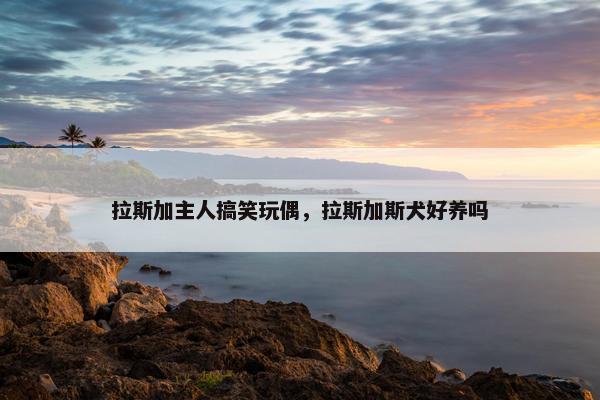 拉斯加主人搞笑玩偶，拉斯加斯犬好养吗