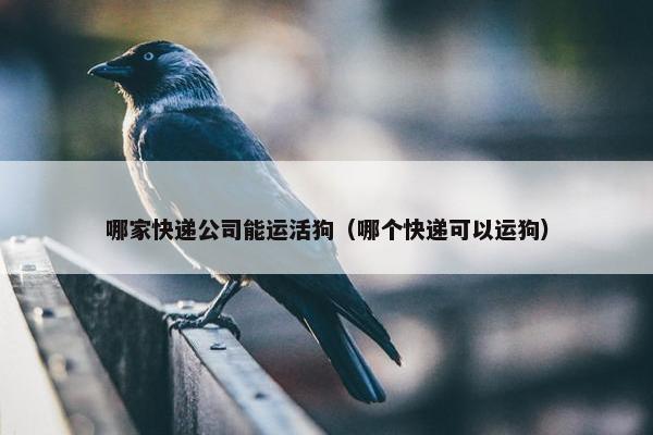 哪家快递公司能运活狗（哪个快递可以运狗）