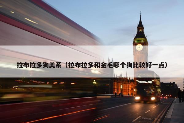 拉布拉多狗美系（拉布拉多和金毛哪个狗比较好一点）