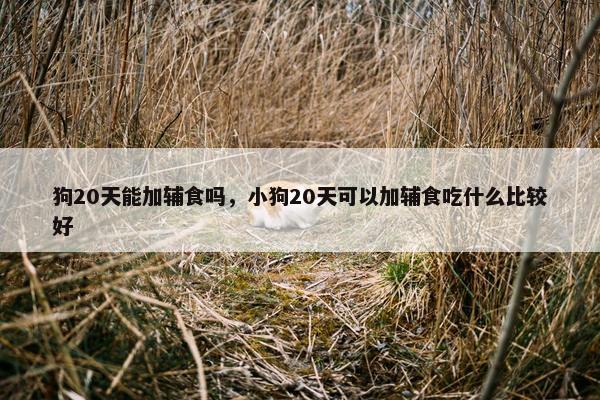 狗20天能加辅食吗，小狗20天可以加辅食吃什么比较好