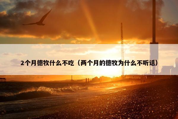 2个月德牧什么不吃（两个月的德牧为什么不听话）