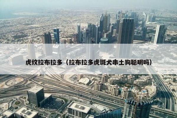 虎纹拉布拉多（拉布拉多虎斑犬串土狗聪明吗）