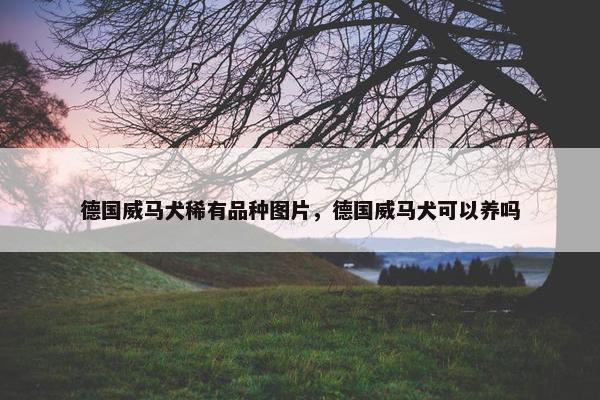 德国威马犬稀有品种图片，德国威马犬可以养吗