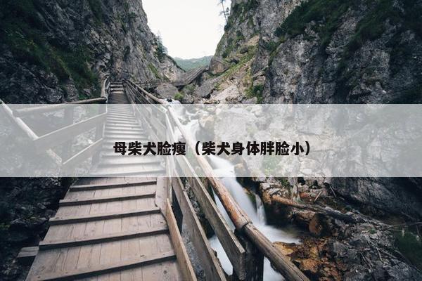 母柴犬脸瘦（柴犬身体胖脸小）