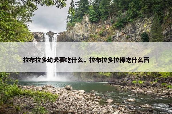 拉布拉多幼犬要吃什么，拉布拉多拉稀吃什么药