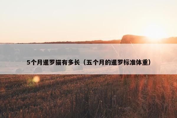 5个月暹罗猫有多长（五个月的暹罗标准体重）