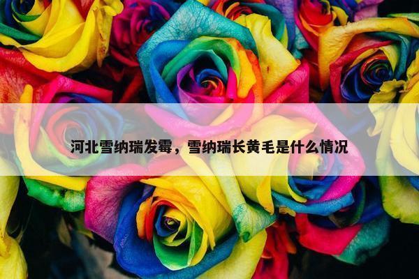 河北雪纳瑞发霉，雪纳瑞长黄毛是什么情况