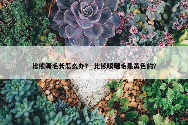 比熊睫毛长怎么办？ 比熊眼睫毛是黄色的？
