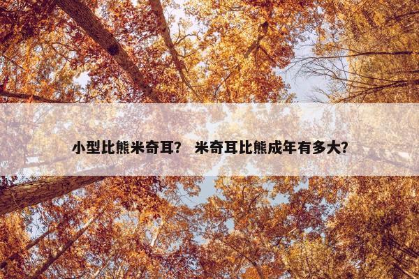 小型比熊米奇耳？ 米奇耳比熊成年有多大？
