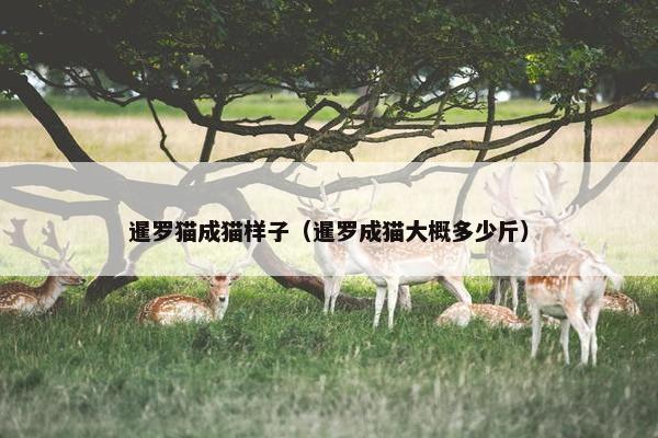 暹罗猫成猫样子（暹罗成猫大概多少斤）