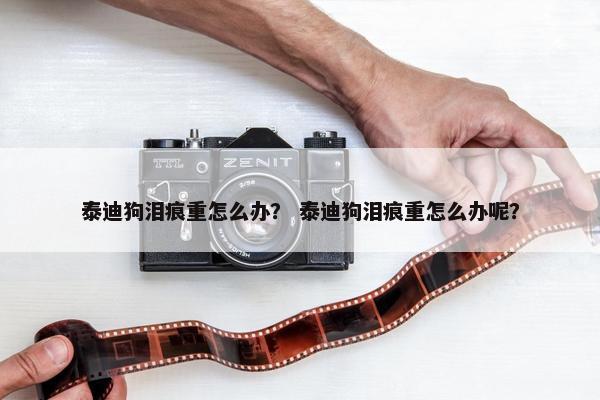 泰迪狗泪痕重怎么办？ 泰迪狗泪痕重怎么办呢？