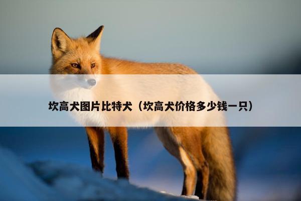 坎高犬图片比特犬（坎高犬价格多少钱一只）