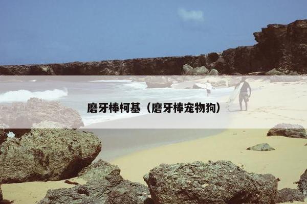 磨牙棒柯基（磨牙棒宠物狗）