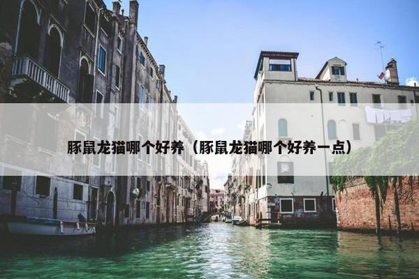 豚鼠龙猫哪个好养（豚鼠龙猫哪个好养一点）