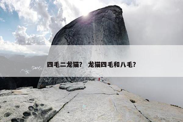 四毛二龙猫？ 龙猫四毛和八毛？