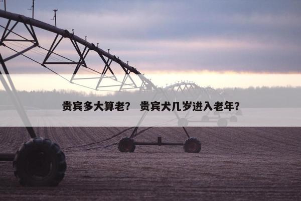 贵宾多大算老？ 贵宾犬几岁进入老年？