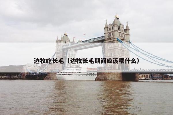 边牧吃长毛（边牧长毛期间应该喂什么）