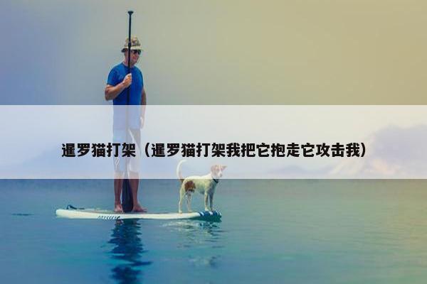 暹罗猫打架（暹罗猫打架我把它抱走它攻击我）