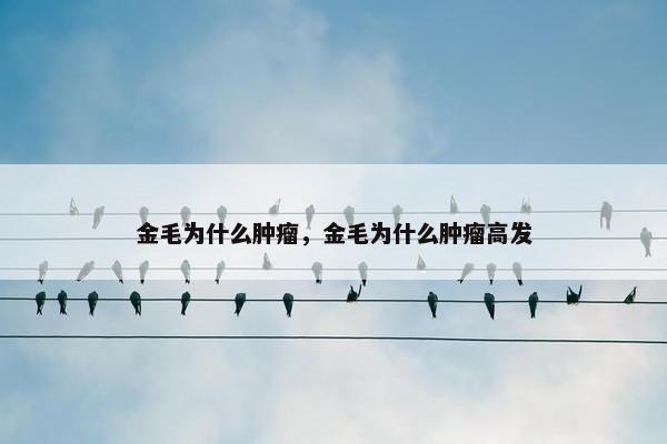 金毛为什么肿瘤，金毛为什么肿瘤高发