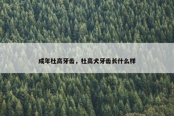 成年杜高牙齿，杜高犬牙齿长什么样
