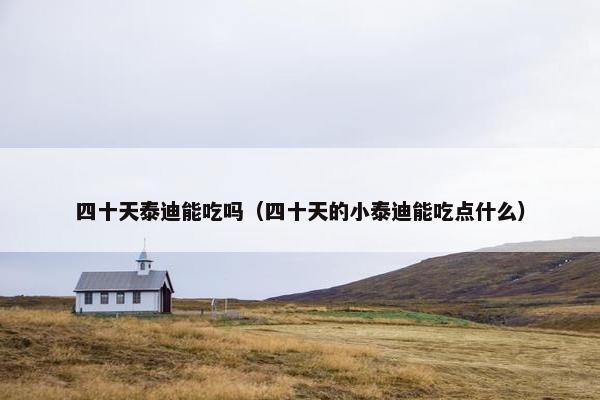 四十天泰迪能吃吗（四十天的小泰迪能吃点什么）