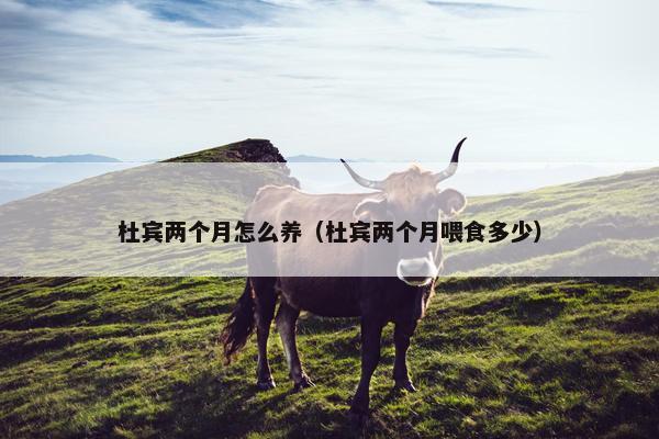 杜宾两个月怎么养（杜宾两个月喂食多少）