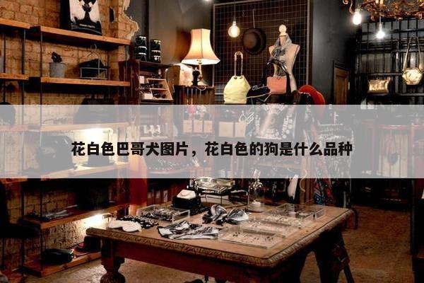 花白色巴哥犬图片，花白色的狗是什么品种