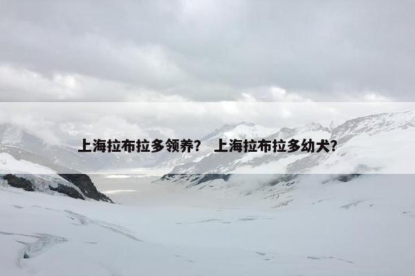 上海拉布拉多领养？ 上海拉布拉多幼犬？