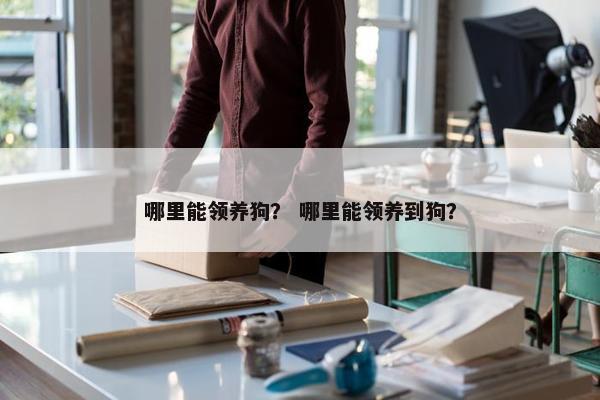 哪里能领养狗？ 哪里能领养到狗？