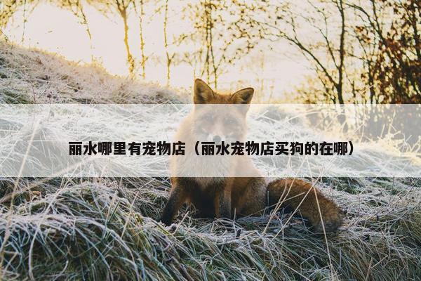 丽江市